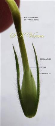  Bracteoles, Calyx and Ovary